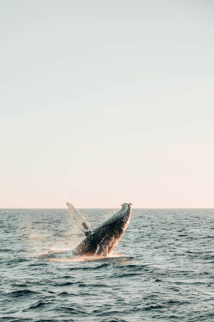 the peak season for spotting humpbacks is from late december to late january.