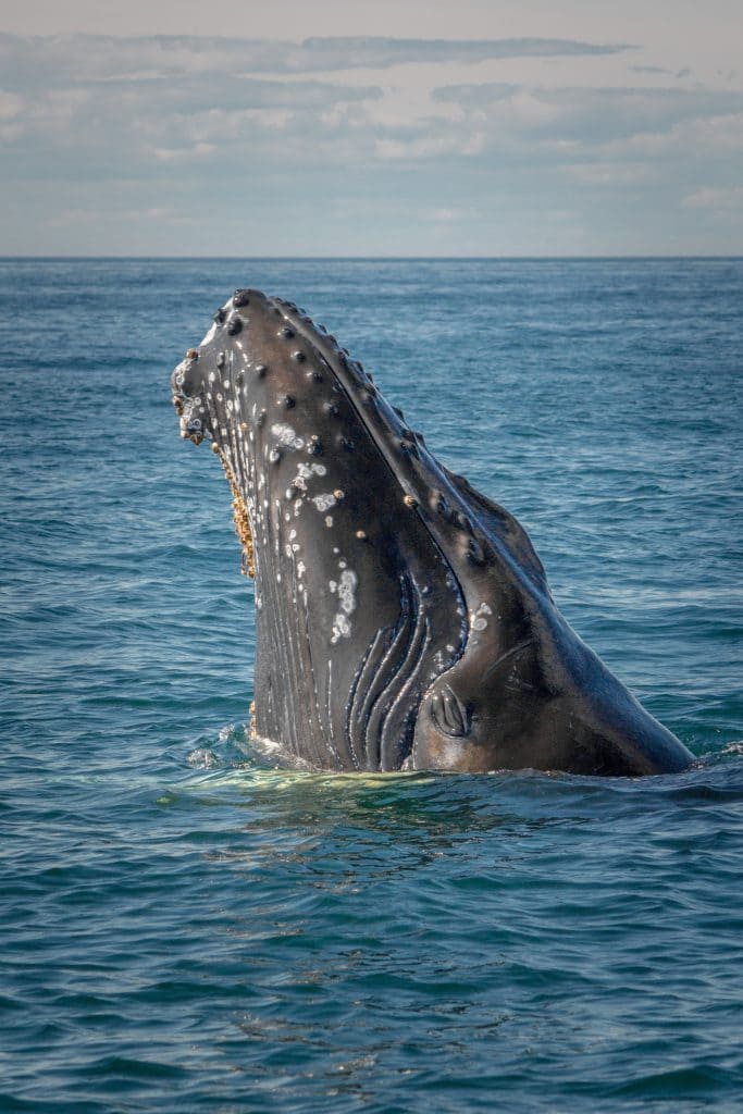 humpback whale surfacing to breathe.