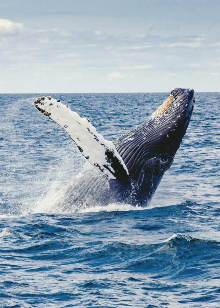 humpback whale, wale watching, los cabos