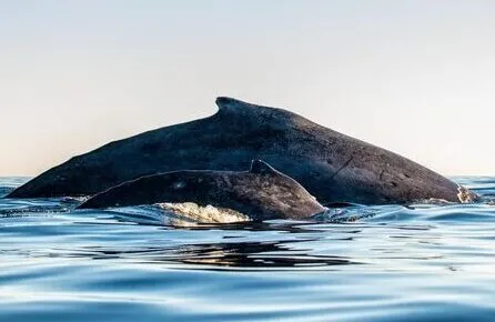 whale watching