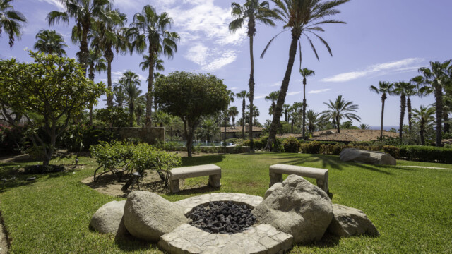 the white rose image16 the white rose image16