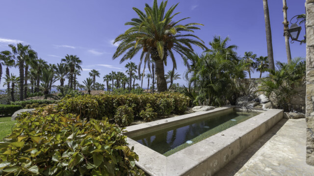 the white rose image17 the white rose image17