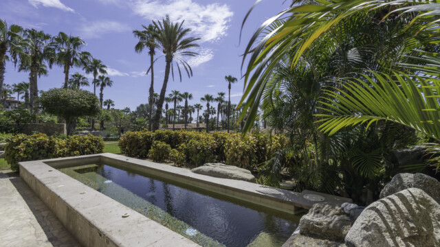 the white rose image18 the white rose image18